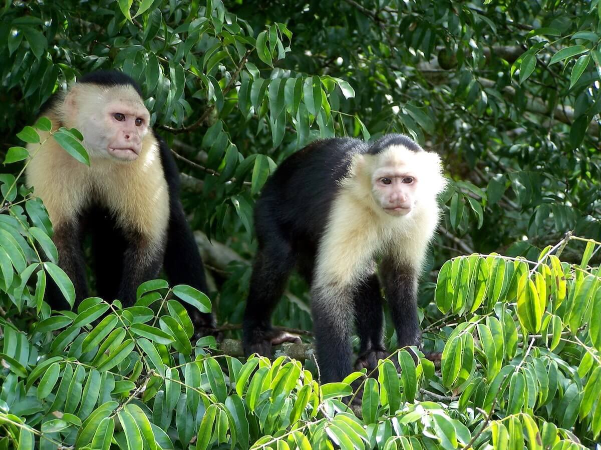 Panama Monkeys