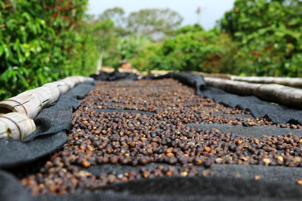 Coffee in Panama