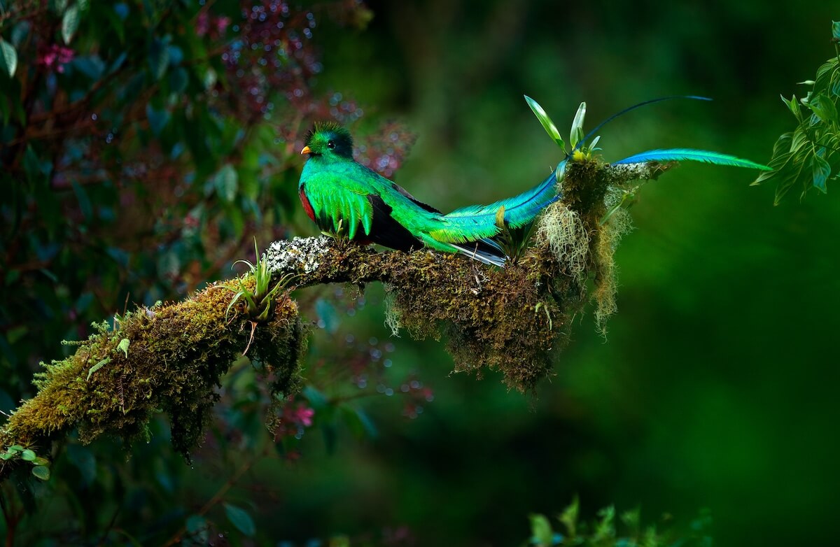 Panama Bird Rainforest BioDiversity